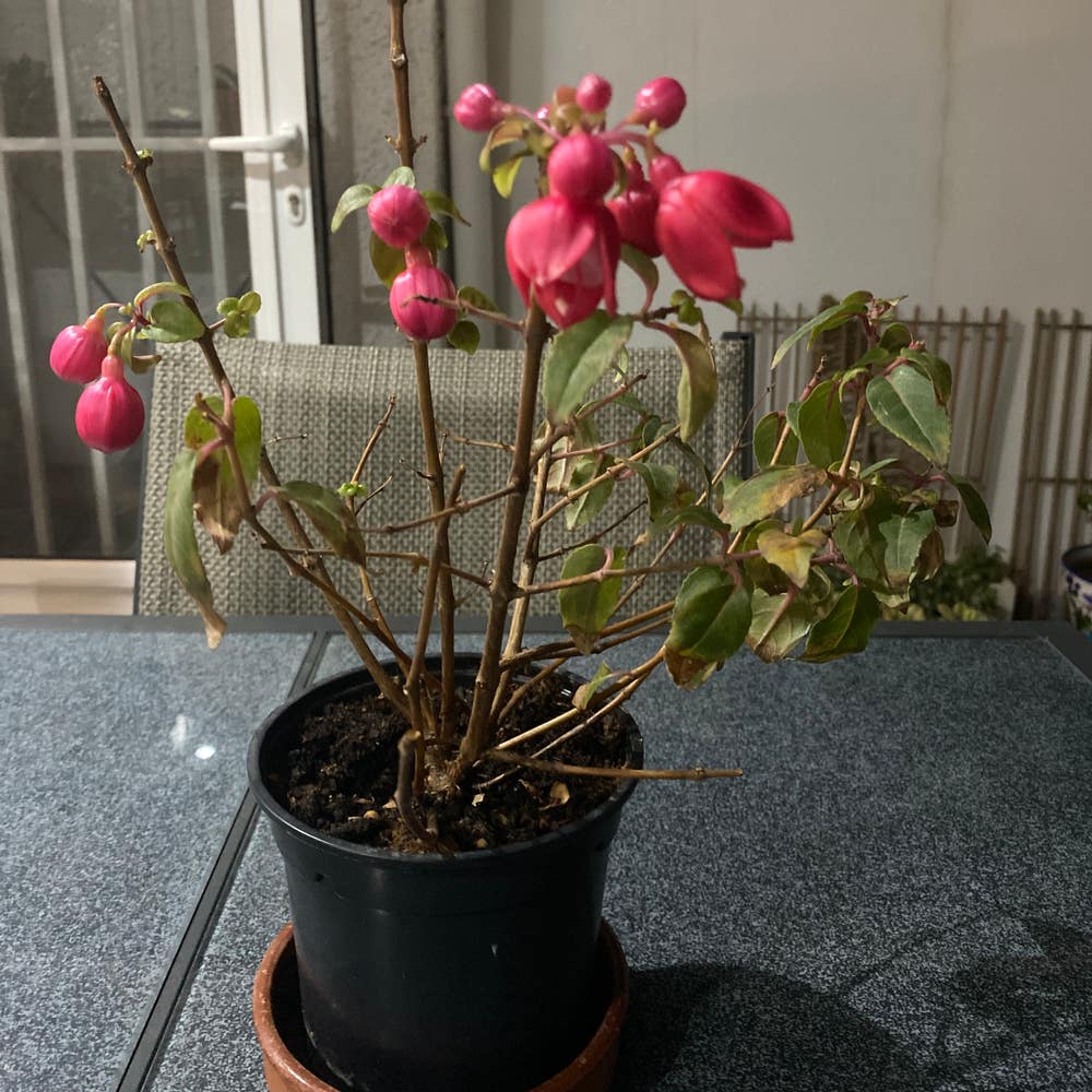 Standing Fuchsia Problems? Quick Fixes and Solutions