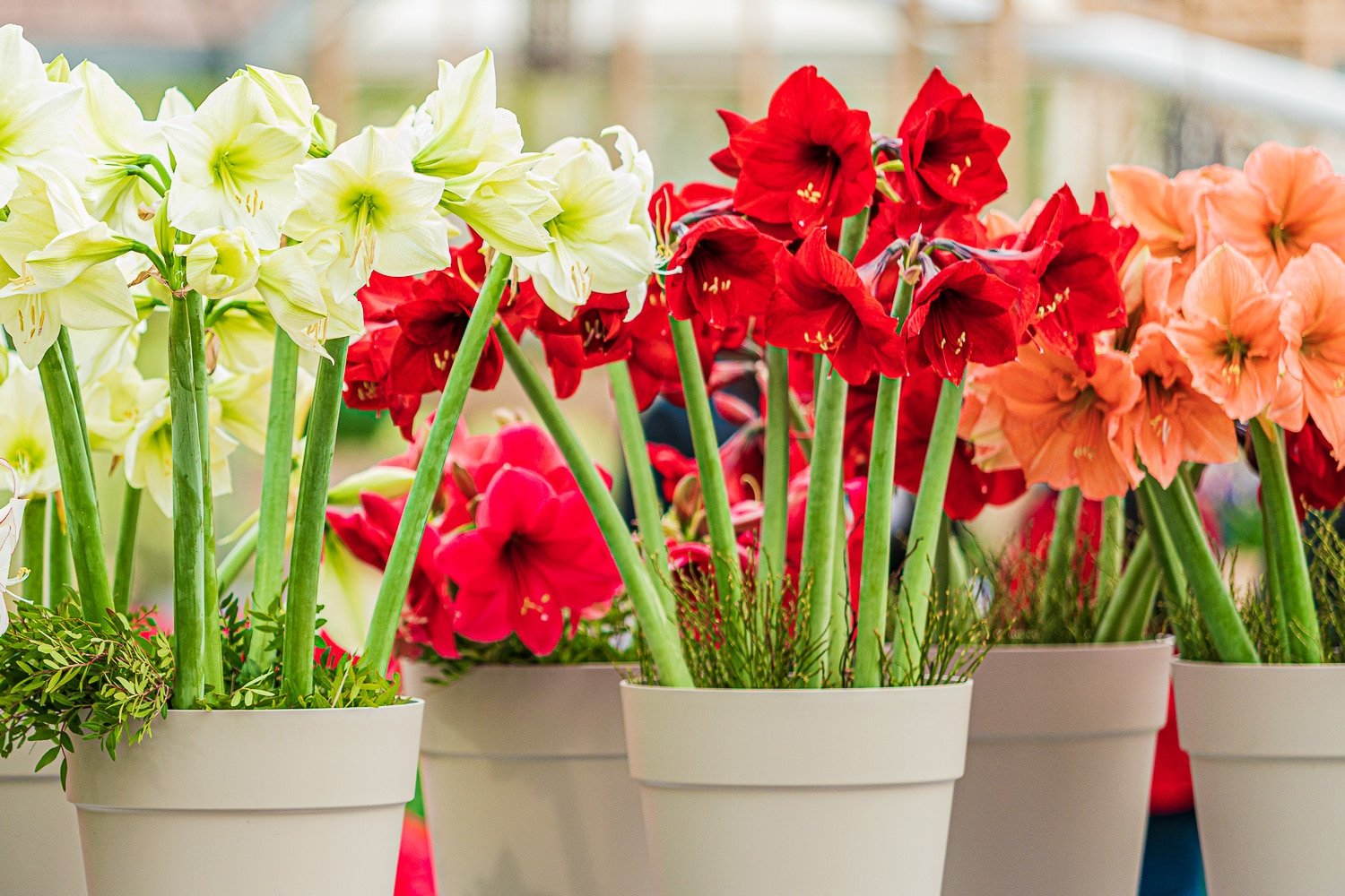 Amaryllis Diseases Pictures: Your Guide to Healthy and Blooming Plants!