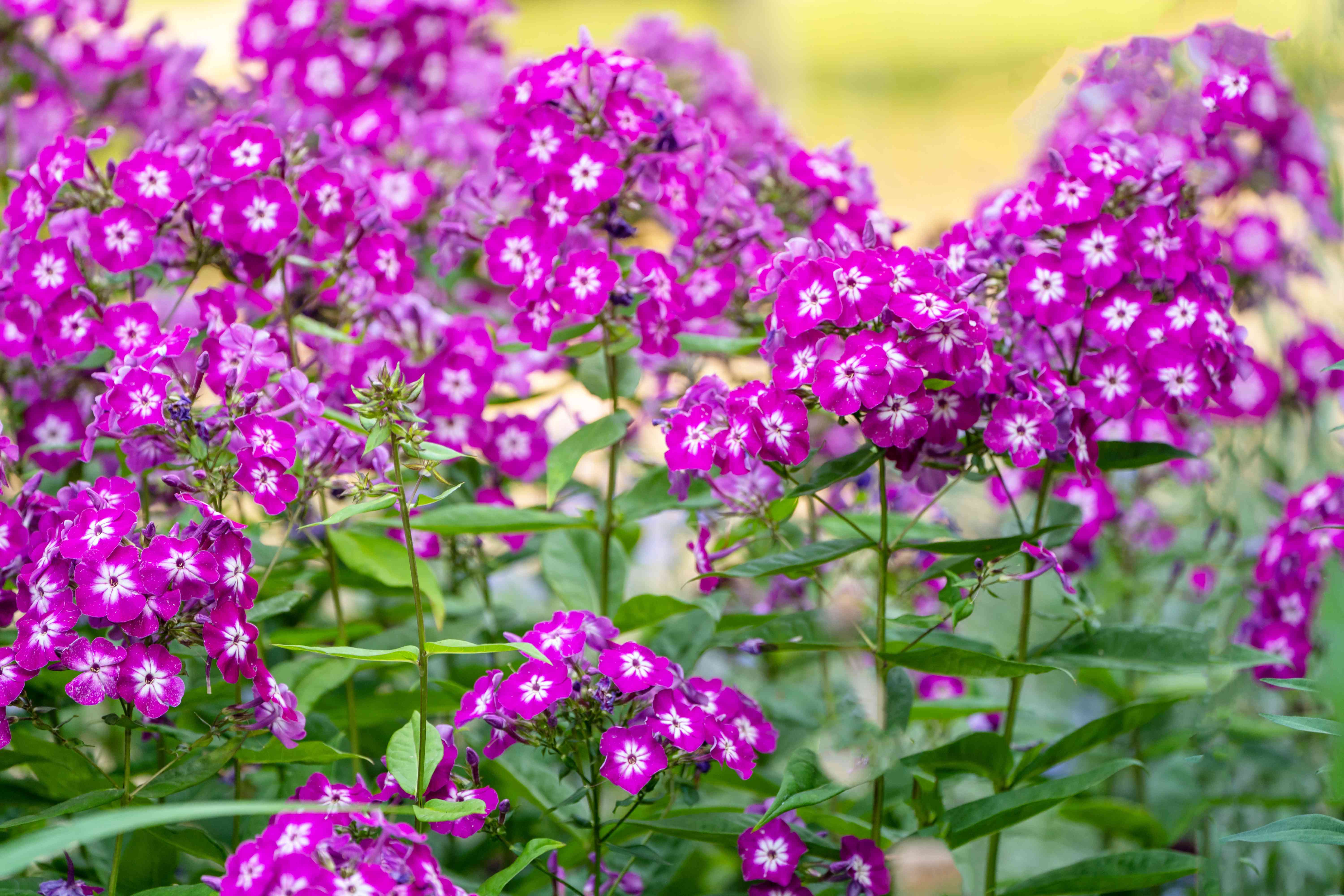 Spotting Phlox Diseases: A Quick Guide with Pictures