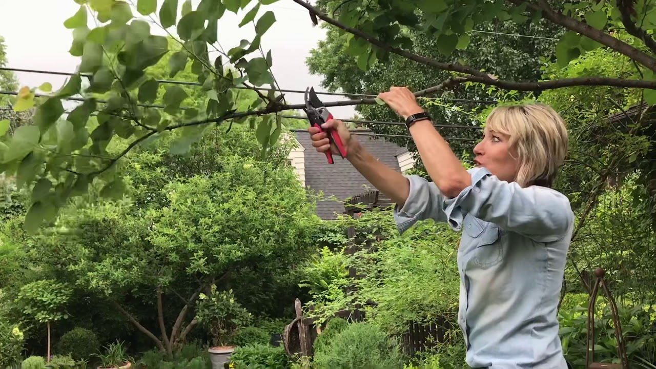 Easy Guide to Eastern Redbud Tree Pruning for Beginners