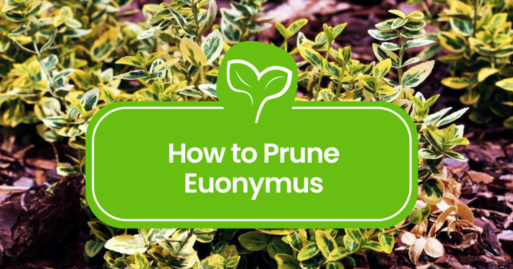 Pruning Euonymus: Avoid These Common Mistakes