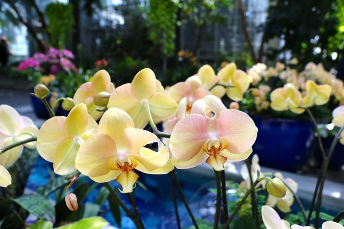 Are White Orchid Flowers Hard to Grow? (Easy Tips for Beginners to Grow Stunning Orchids)