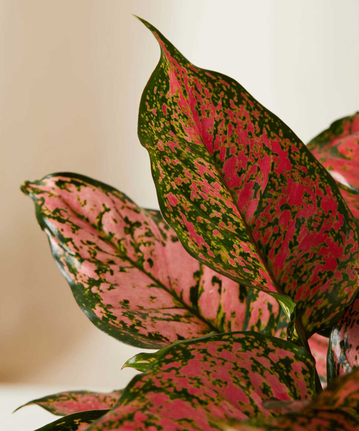Whats the best soil for aglaonema? Easy tips for happy plants!