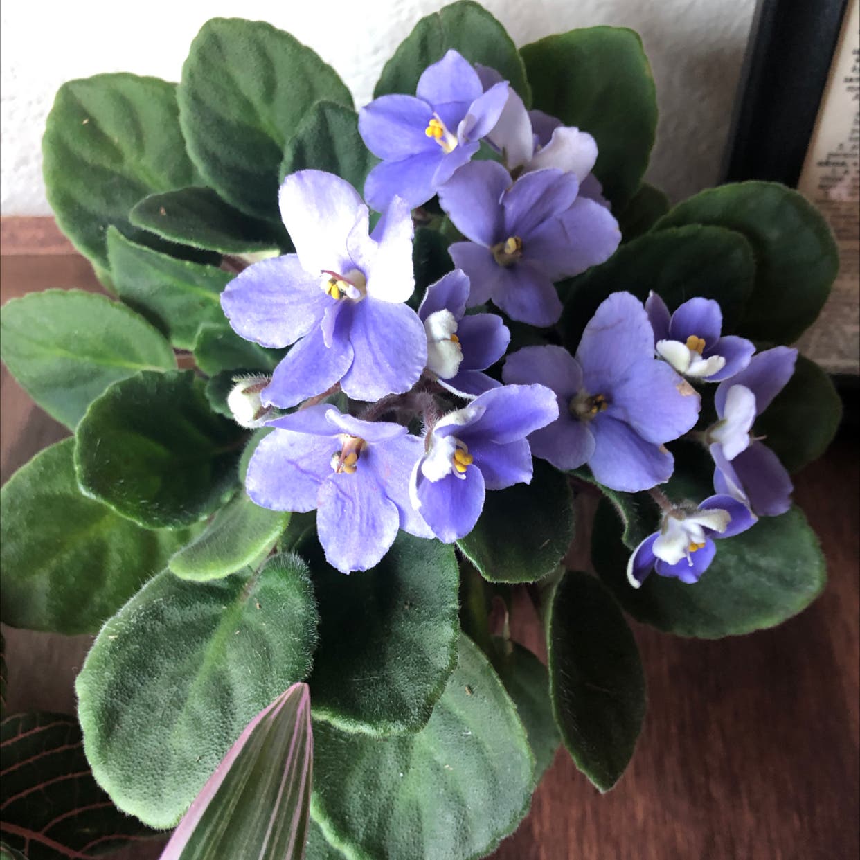 African Violet Temperature Too Hot? What You Need to Know