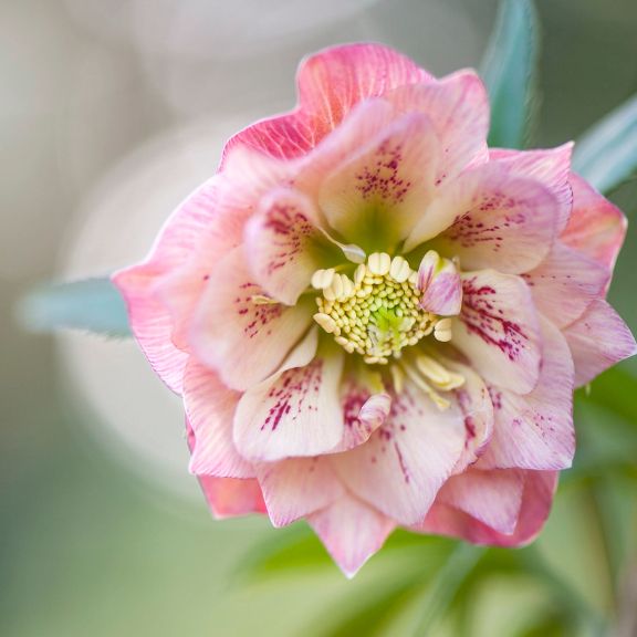 Pretty Pink Daffodils Flowers: Tips for Growing and Care