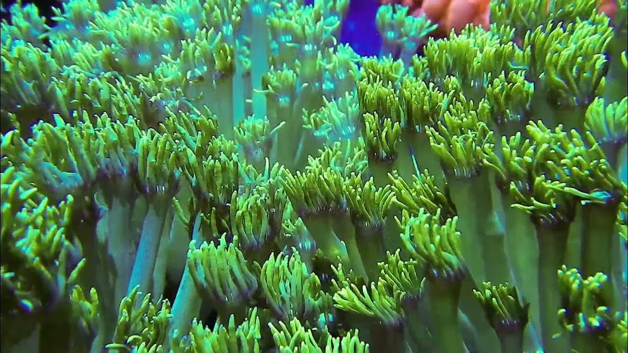 Flowerpot Coral: A Beautiful Addition to Your Aquarium