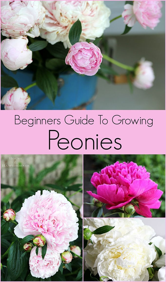 Post-Bloom Peony Care: A Beginners Guide to Care of Peonies After Flowering
