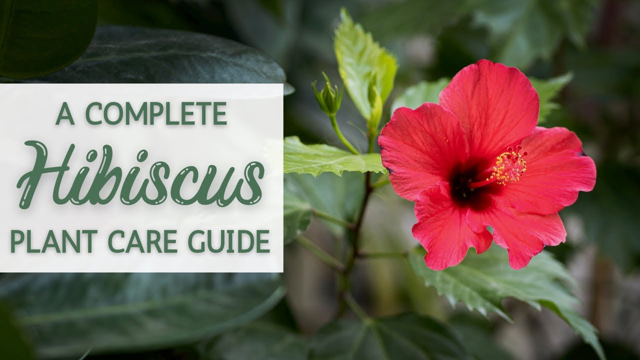 Standard Hibiscus Care: Simple Tips for Beginners