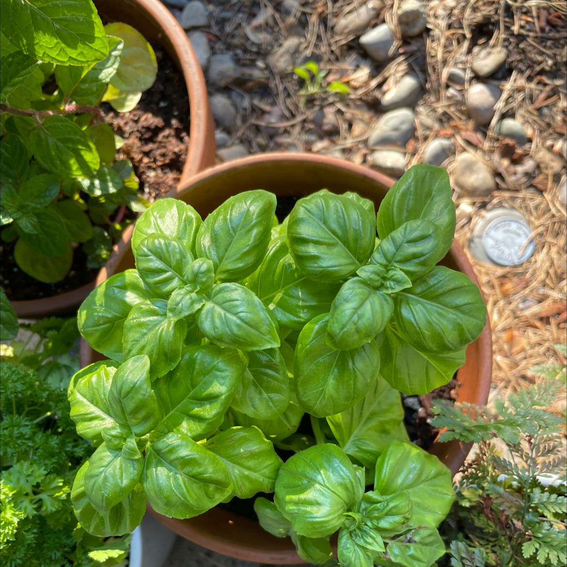 Basil Low Temperature: Optimal Range and Frost Protection