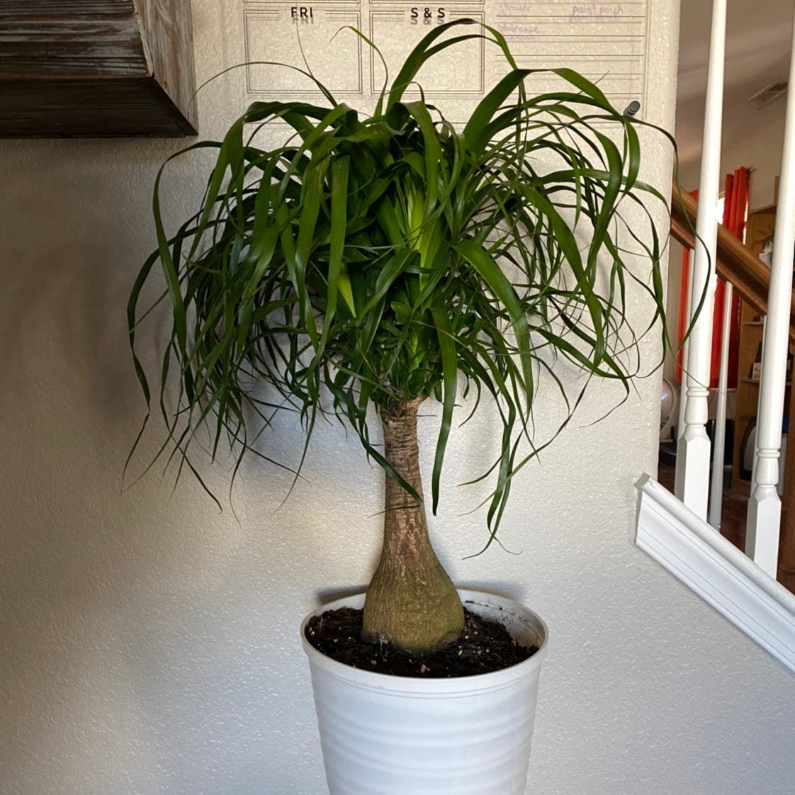 Is Your Plant Getting Enough Light? How Much Sunlight Does a Ponytail Palm Need?