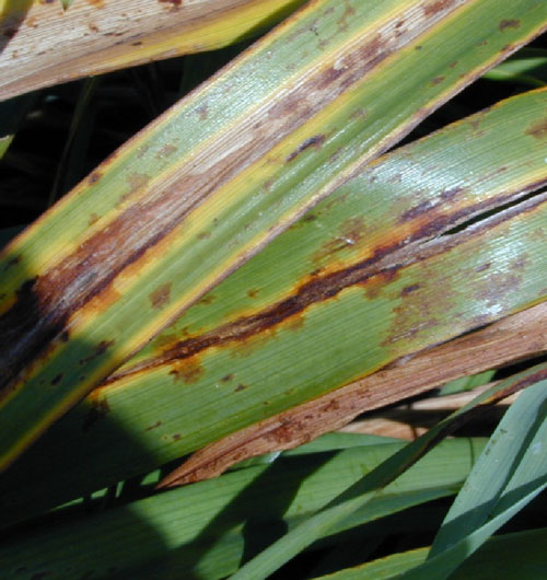 Daylily Diseases and Pests Photos (What to Look For and How to Treat Them)