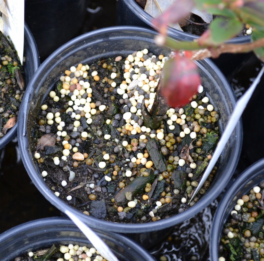 Get the Best Slow Release Fertilizer for Plant Nurseries (How the Best Slow Release Fertilizer for Plant Nurseries Help Plants Grow)