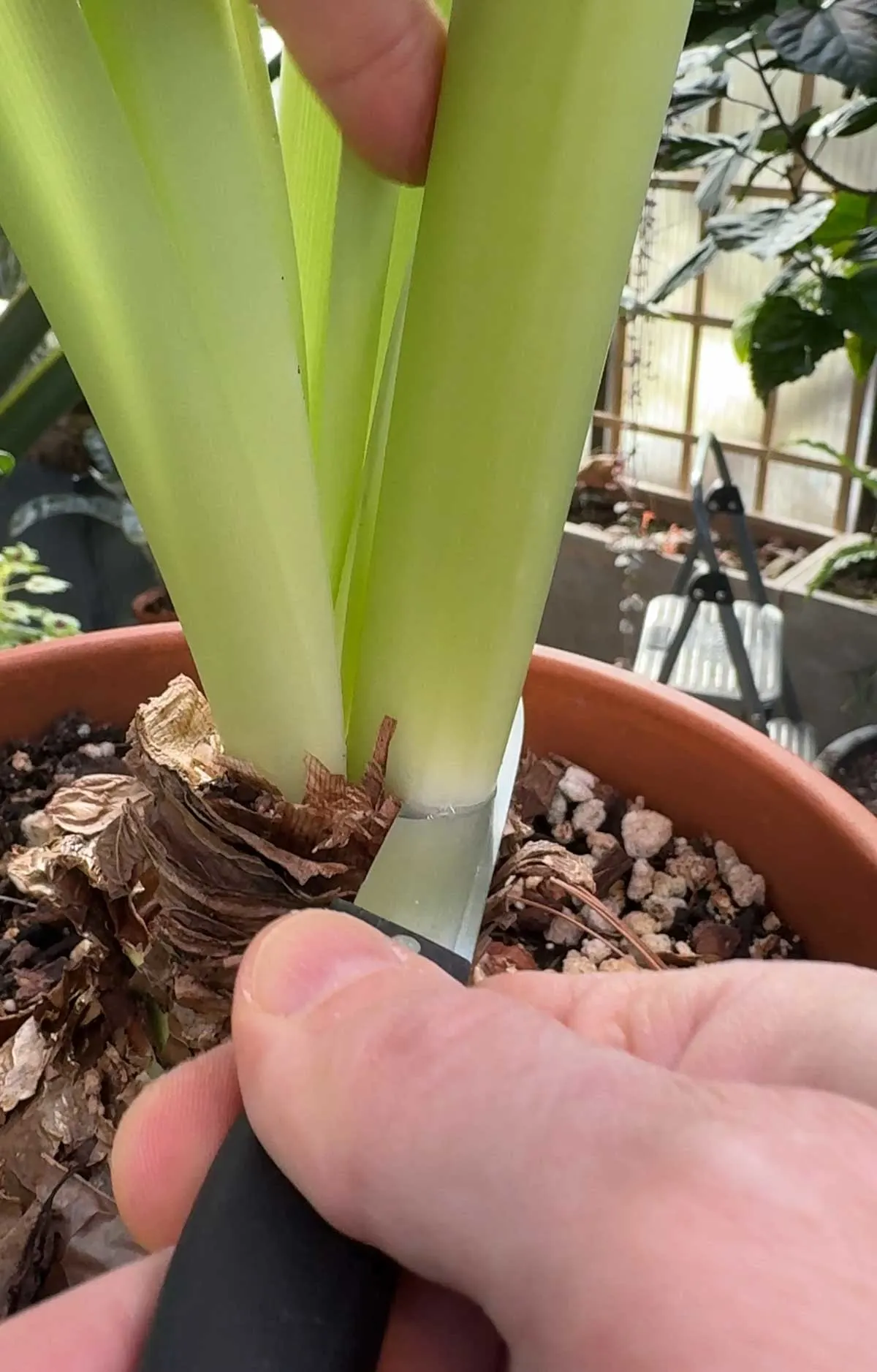 Amaryllis Plant Repotting: Common Mistakes and How to Avoid Them