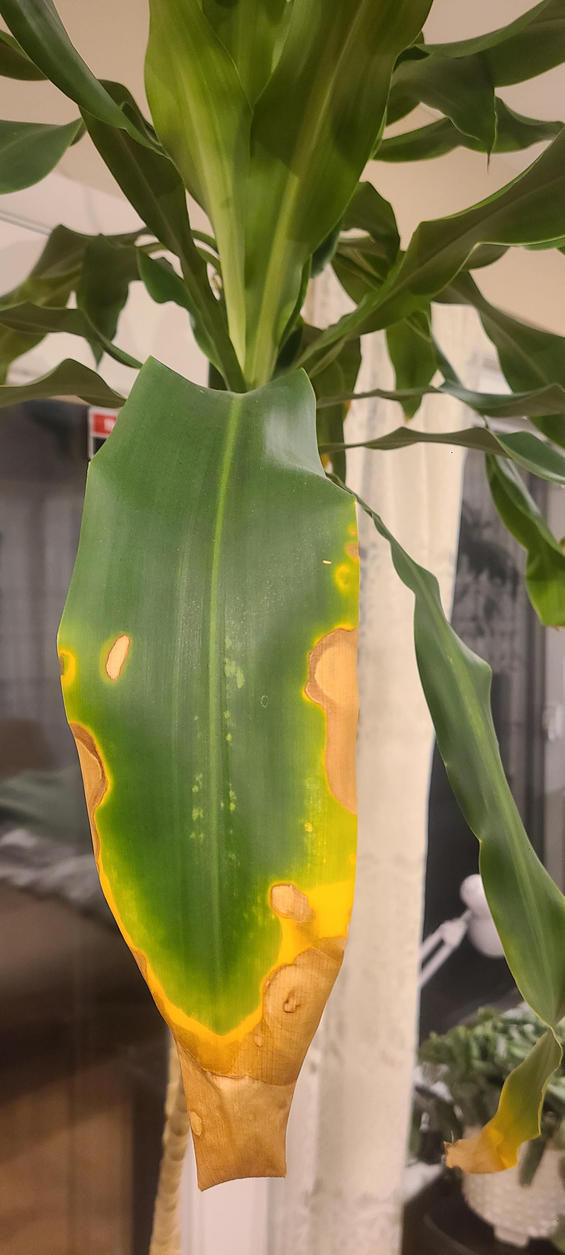 Identify Corn Plant Houseplant Diseases Images: Simple Tips for Beginners!