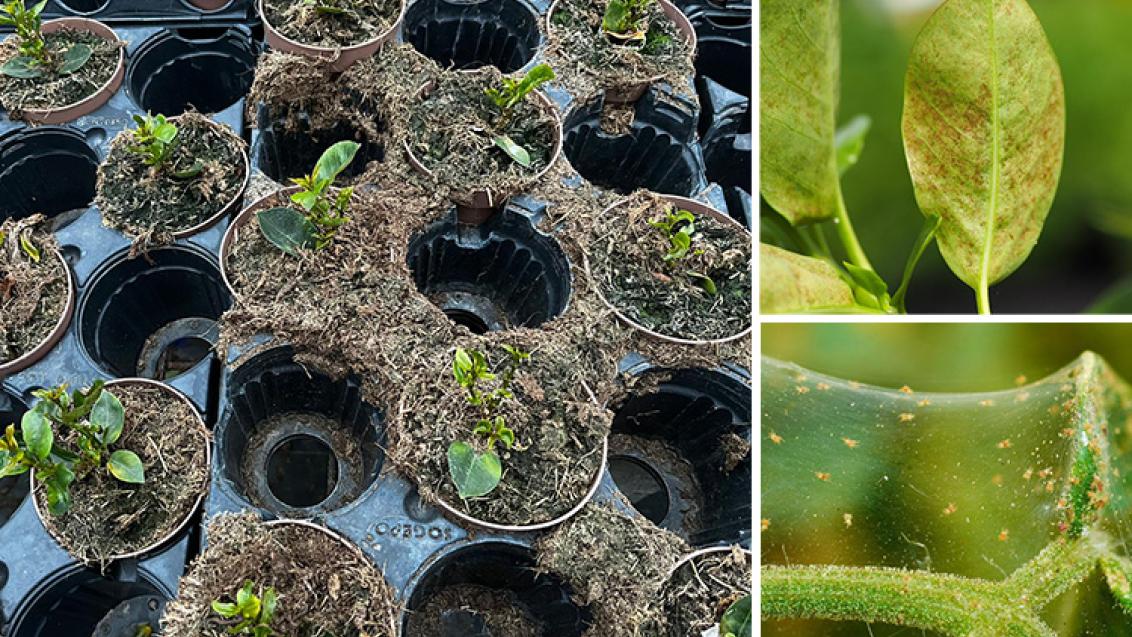 Spider Mite Mandevilla Diseases: Prevention and Control Guide