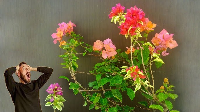 Top Tips for Repotting Bougainvillea Plants Like a Pro