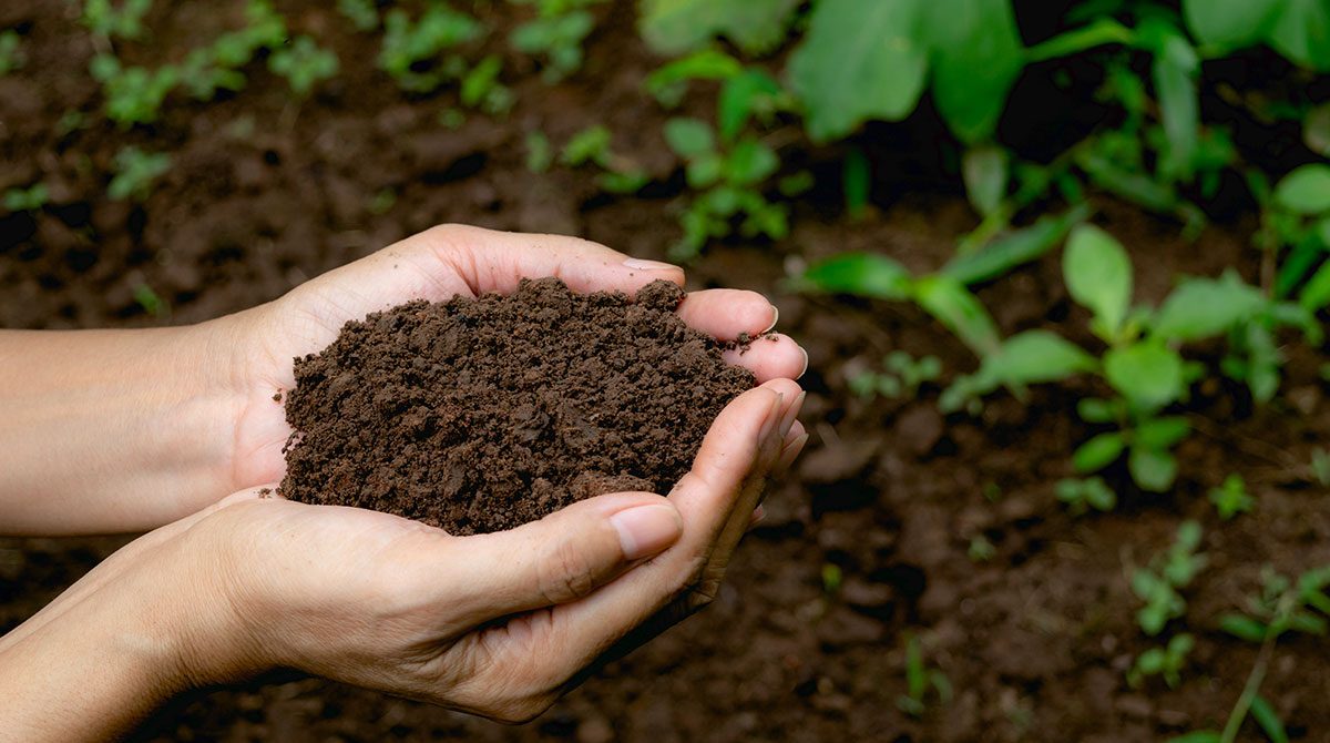 Soil Conditioner News: Updates and Expert Advice