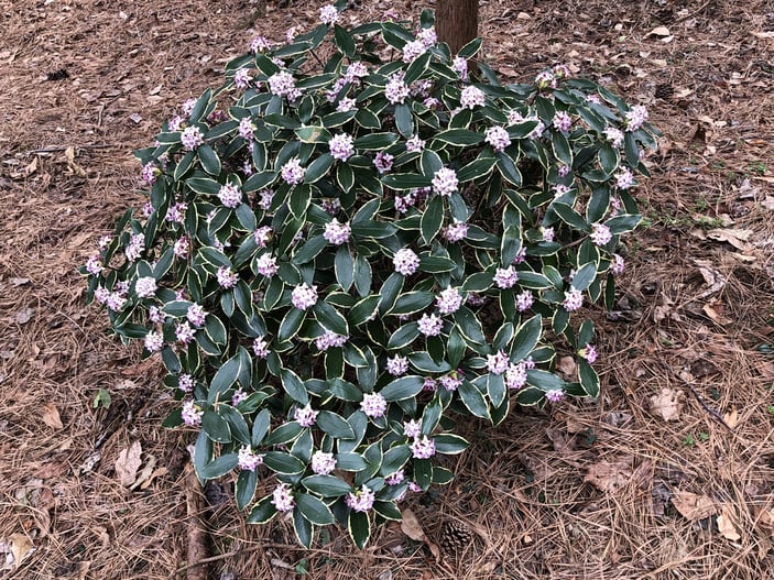 Do Winter Daphne Thrive or Just Survive in Organic Mulch Soil?
