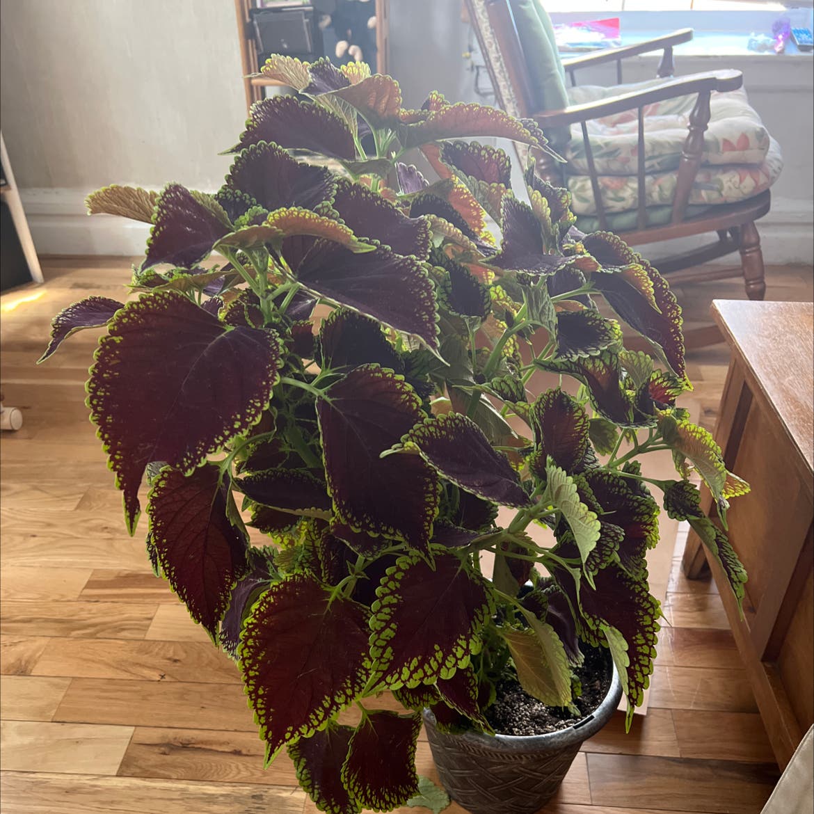 Whats the Lowest Temperature for Coleus? Find Out Here!