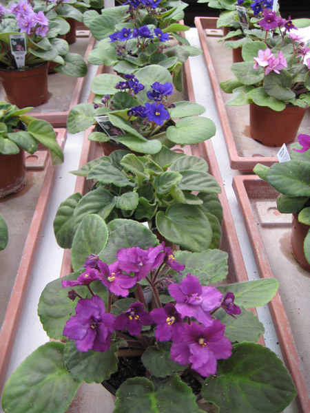 African Violet Temperature Too Hot? What You Need to Know