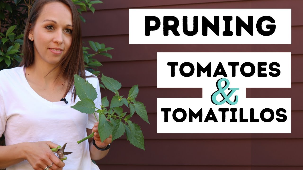 Best Way to Prune Tomatillos: A Step-by-Step Tutorial