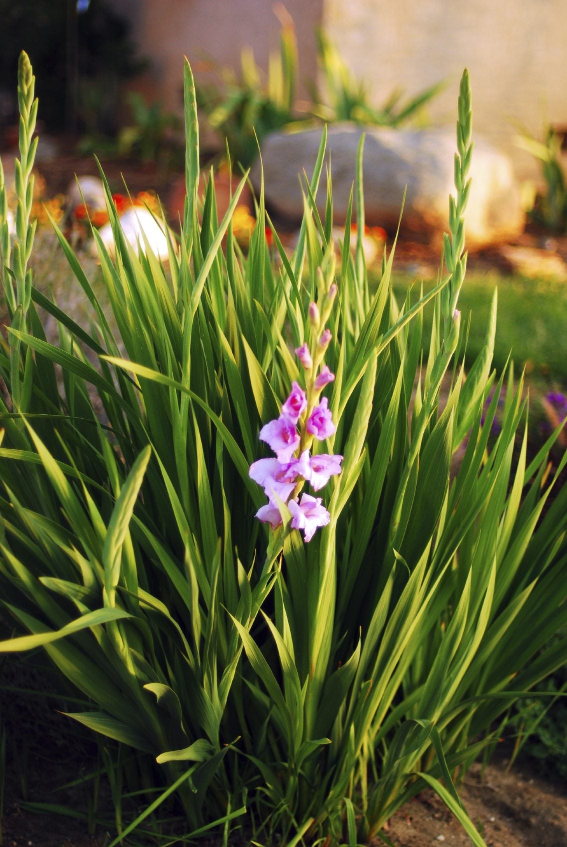 Why gladiolus pruning is important? (Keep your plants thriving)