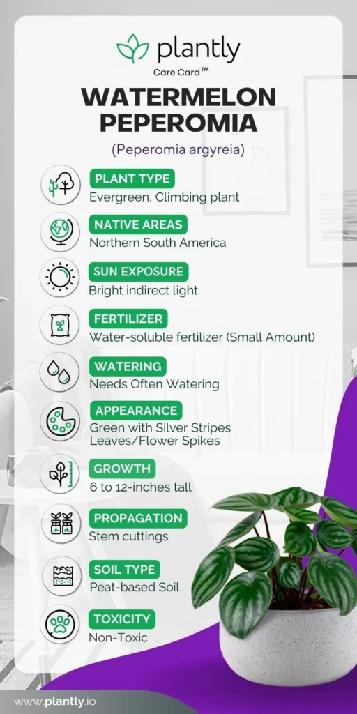 Watermelon Peperomia Care Guide: Simple Steps for Healthy Growth