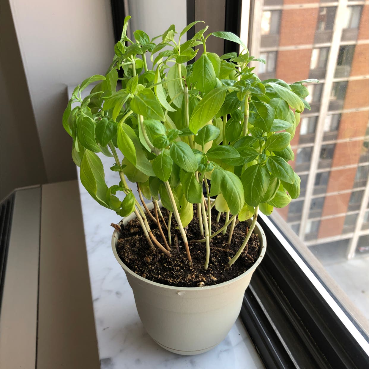 Basil Low Temperature: Optimal Range and Frost Protection