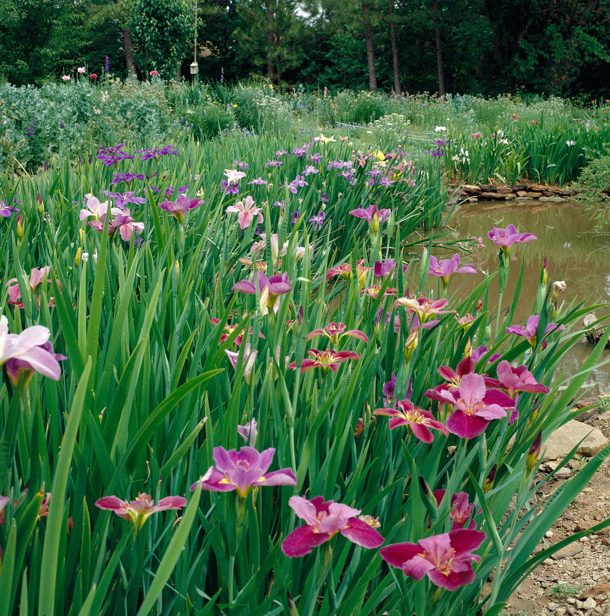 Choosing the Right Plants in Standing Water for Your Garden
