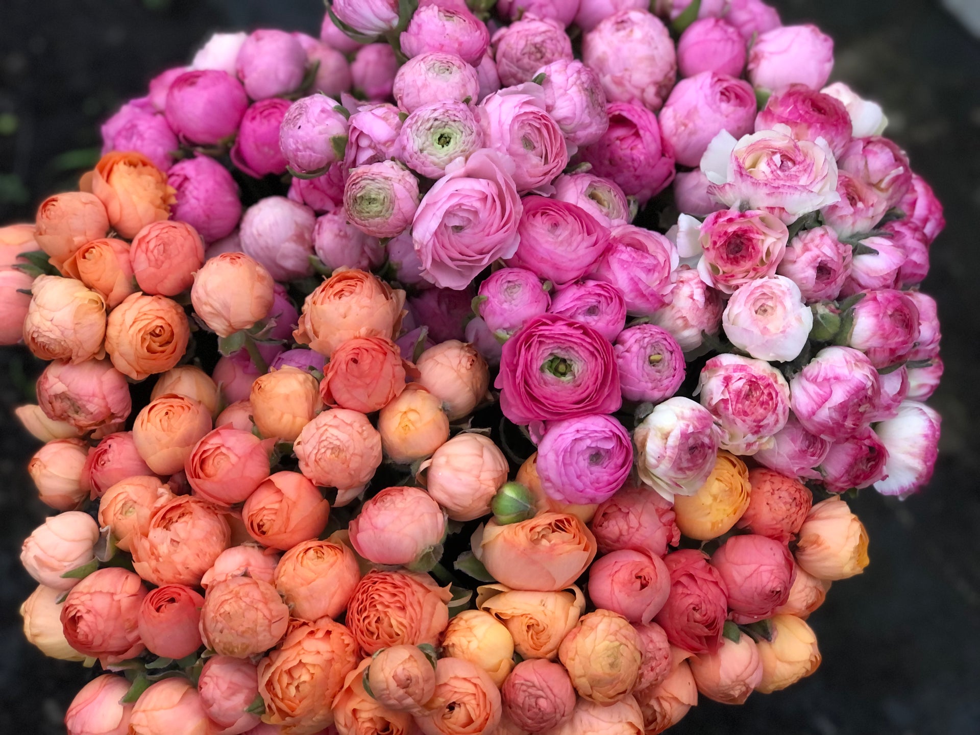 Keep Your Ranunculus Alive: The Ideal Temperature They Can Tolerate