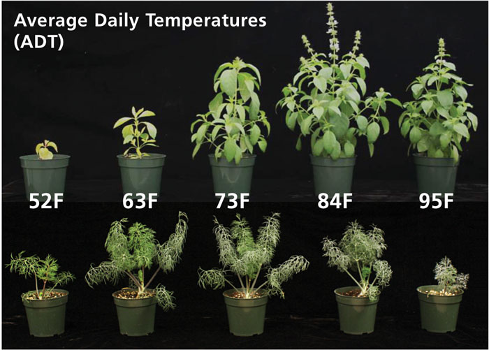 Herbs Temperature Tolerance: A Simple Guide to Success