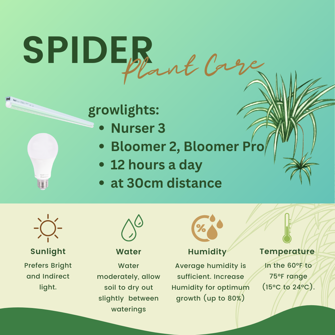 Ideal Spider Plant Temperature: Keeping Your Plant Happy