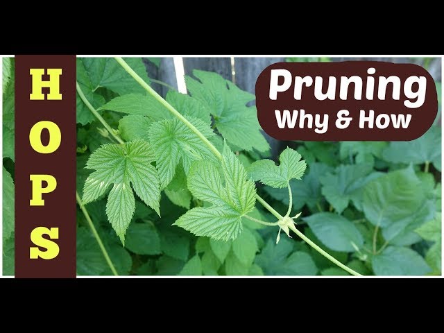 All About Hops Pruning: A Step-by-Step Tutorial.