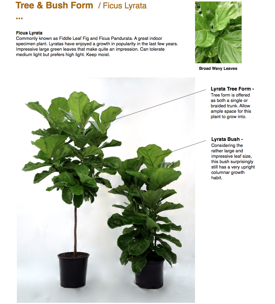 lyrata standard: What is it and why should you know this? Simple explanations for everyone.