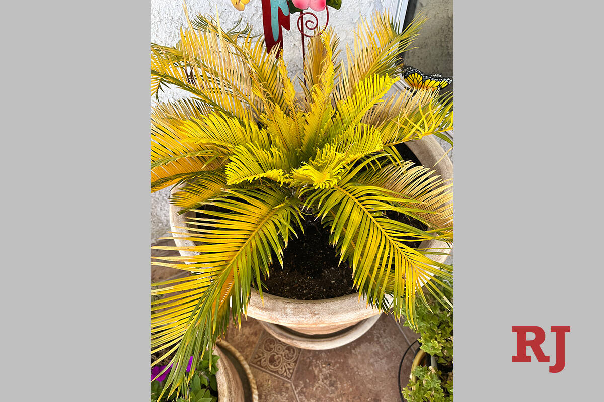 Help! My Sago Palm is Yellowing (Fertilizing Sago Palms to Fix Nutrient Problems)
