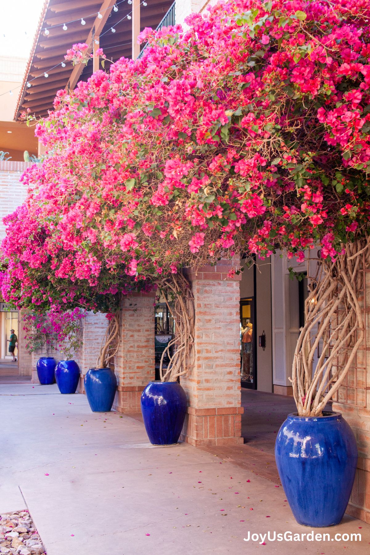 Top Tips for Repotting Bougainvillea Plants Like a Pro