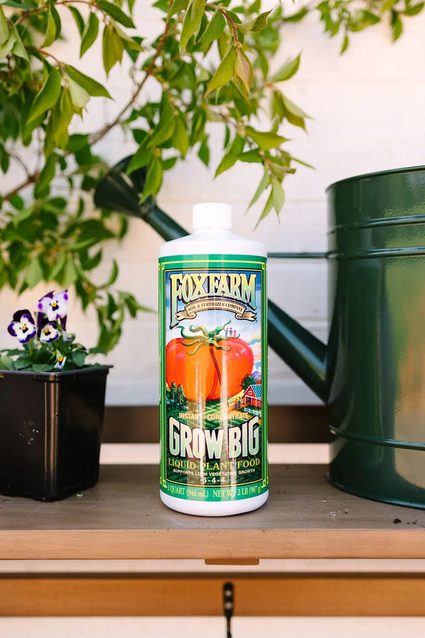 Unlock Lush Growth: Perfect Molly Plant Fertilizing Time