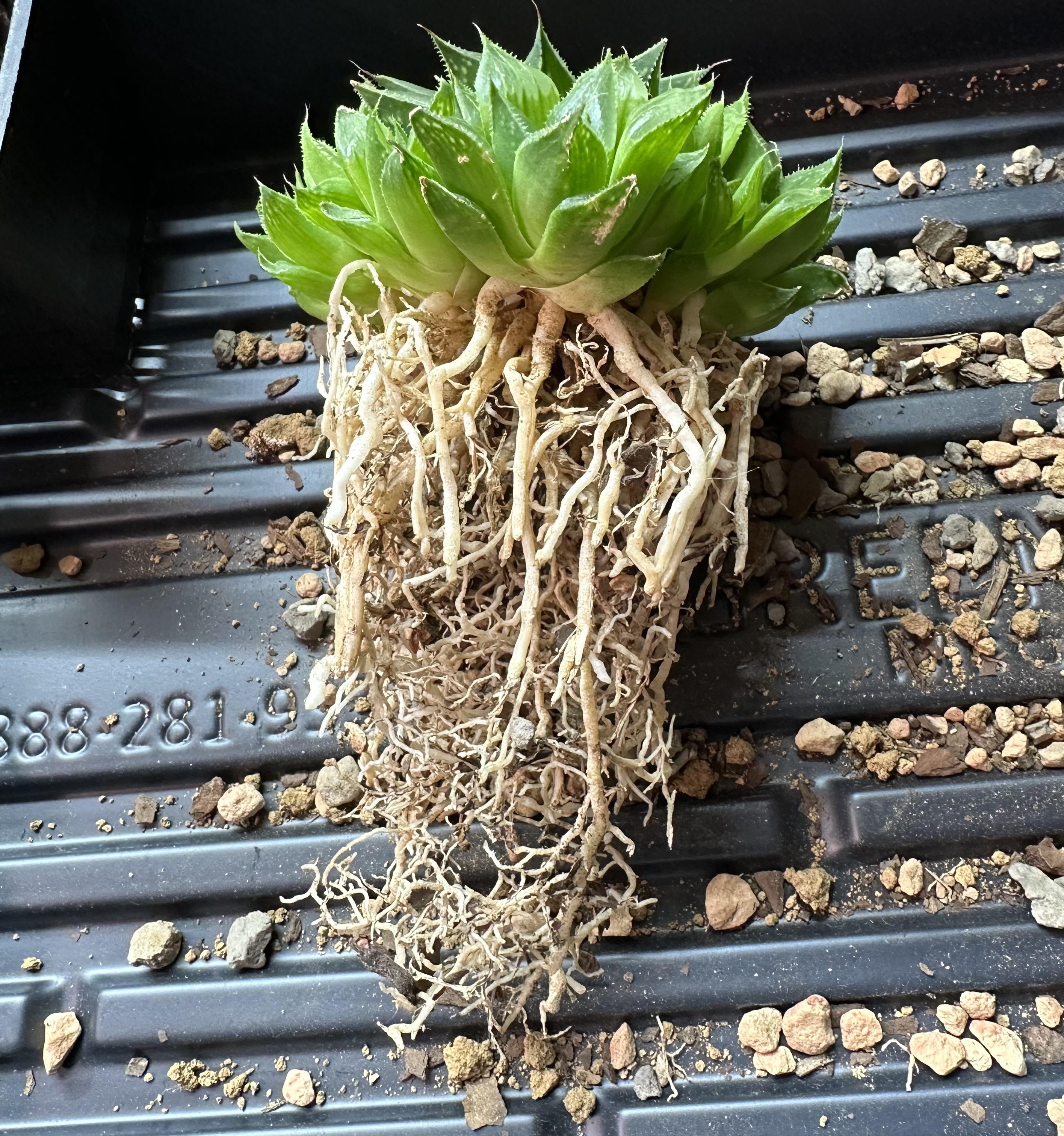 Get Better Roots with Air Pruning Trays: Heres How