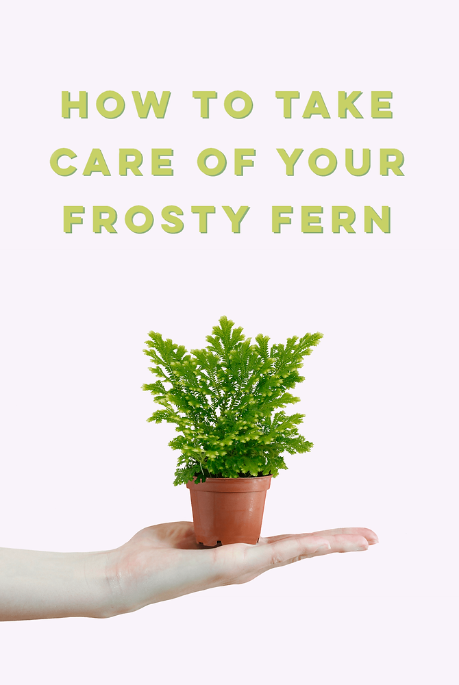 Frosty Ferns Care: How to Avoid Common Mistakes in daily life?