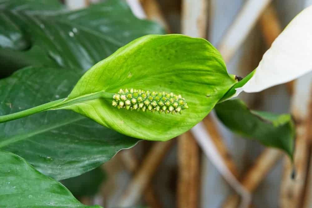 My Peace Lily Has Green Flowers! Is This Normal?