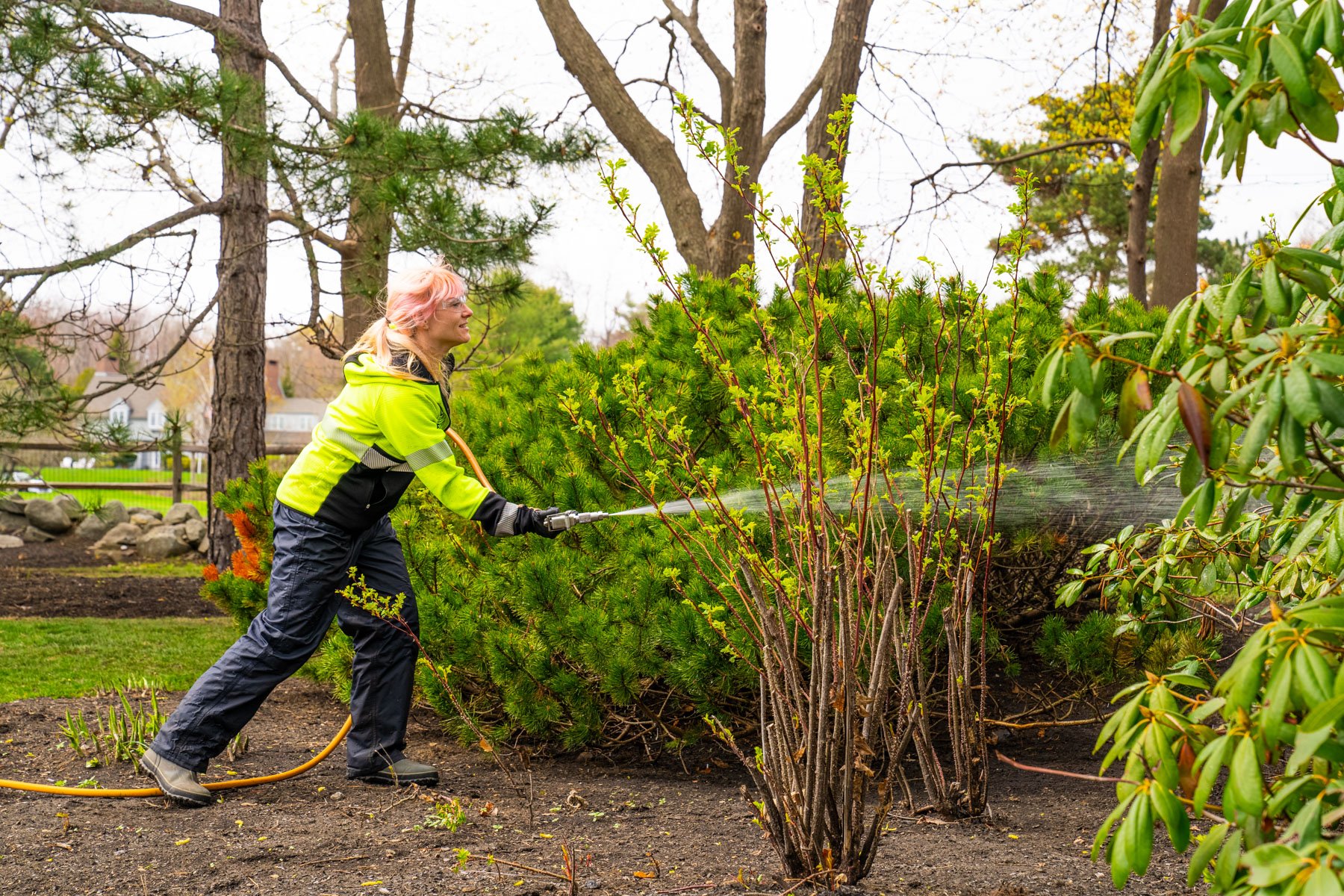 Common Tree Pests and How to Control Them with Pesticides