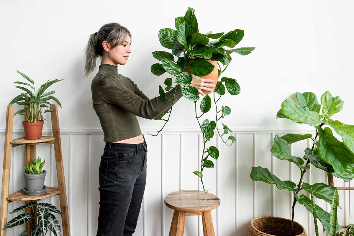 Find Your Perfect Medium Light Plants and Grow a Indoor Garden