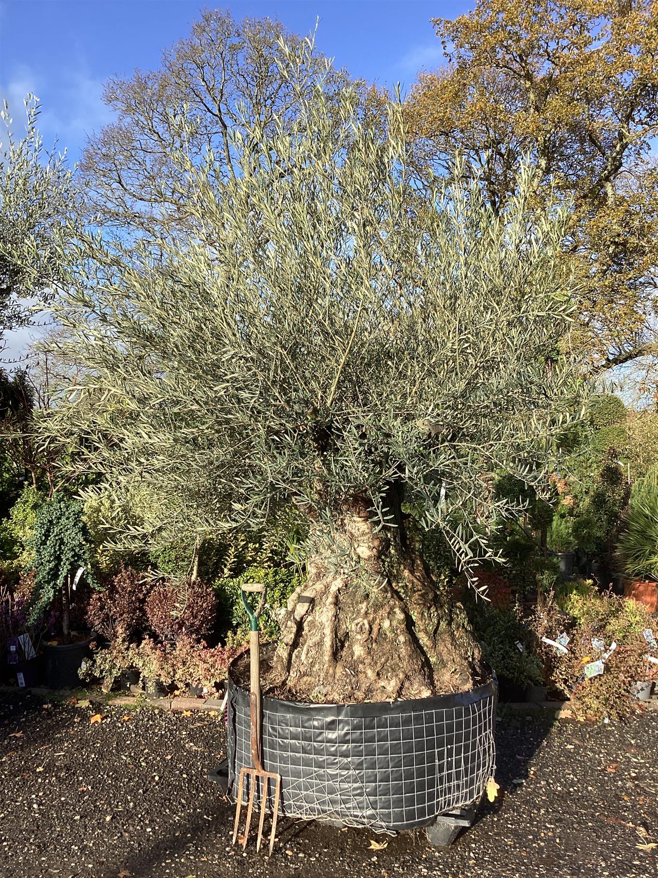 How Often Do Olive Trees Need Watering? Follow This Simple Guide for Best Results!