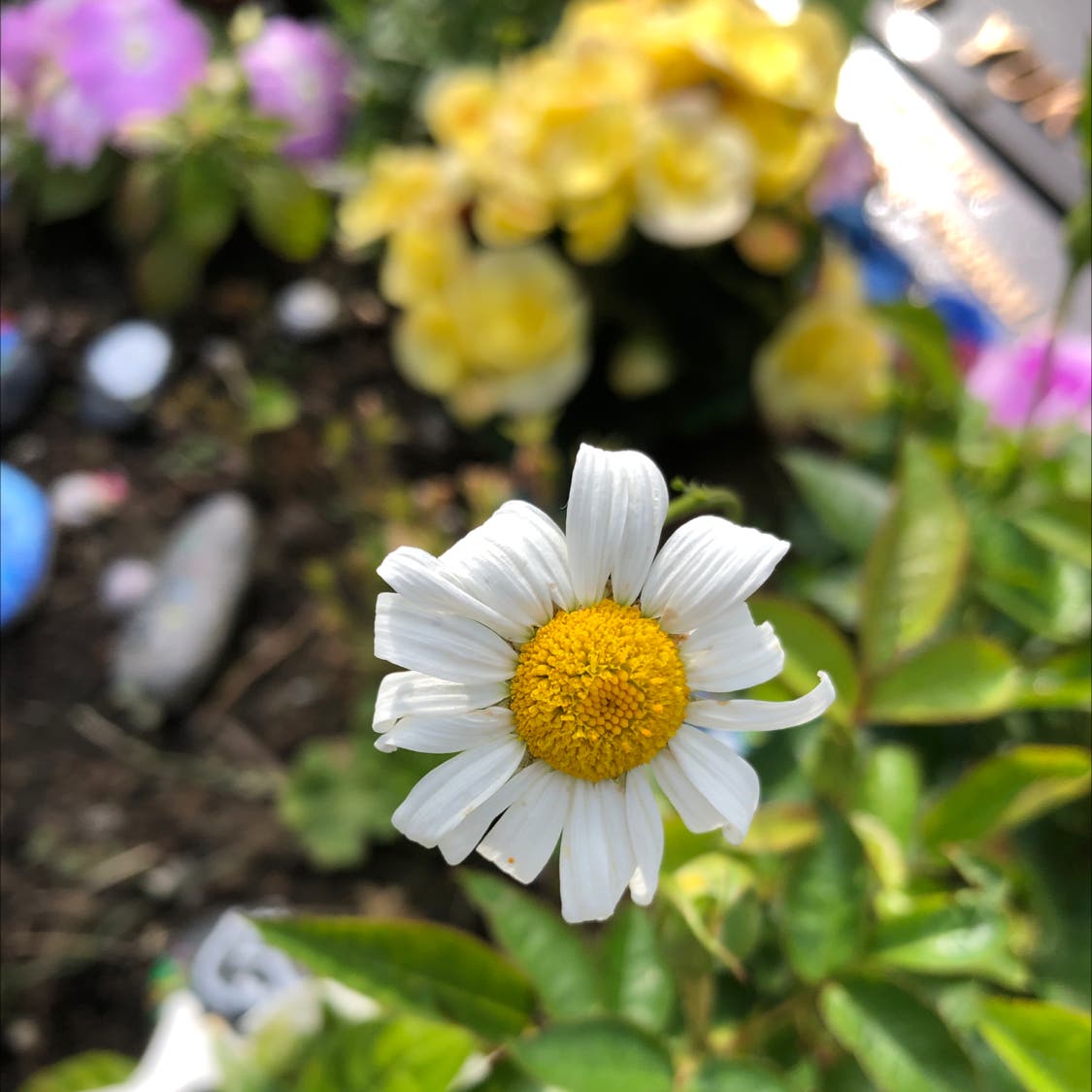 Sick Daisy? Match It Up with These Daisy Diseases Pictures