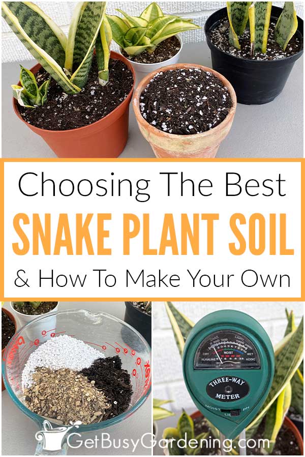 Rattlesnake Plant Soil Mix: What to Use for Best Growth?