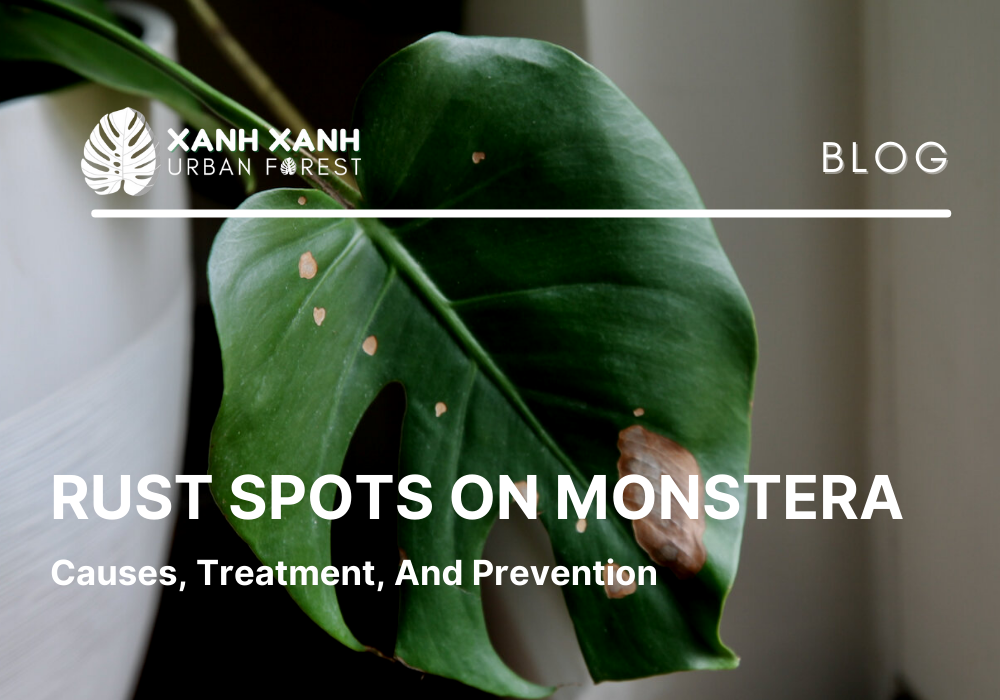 Monstera Diseases: Symptoms, Treatment, and Prevention