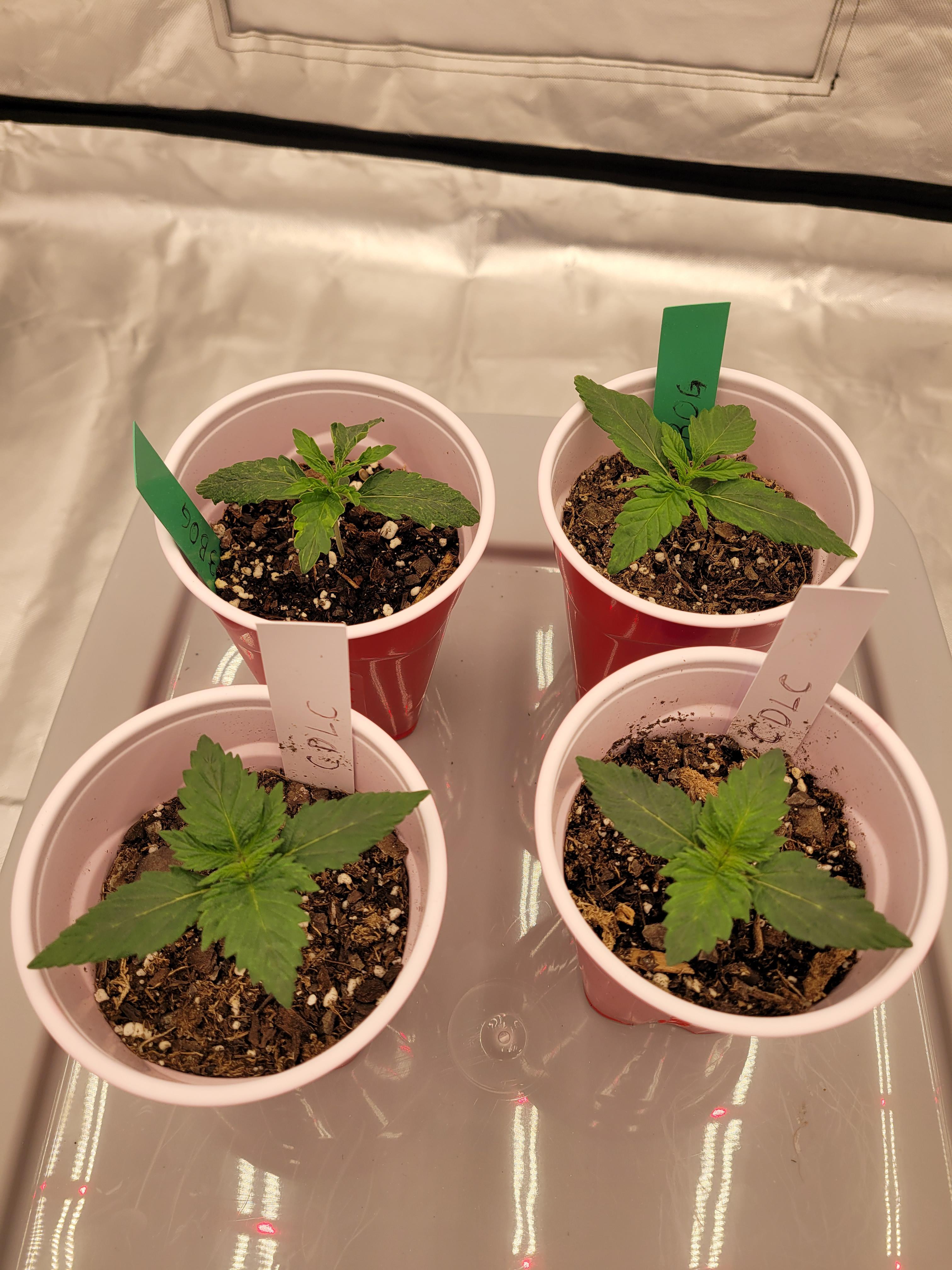 Best Practices for Repotting Weed and Promoting Growth