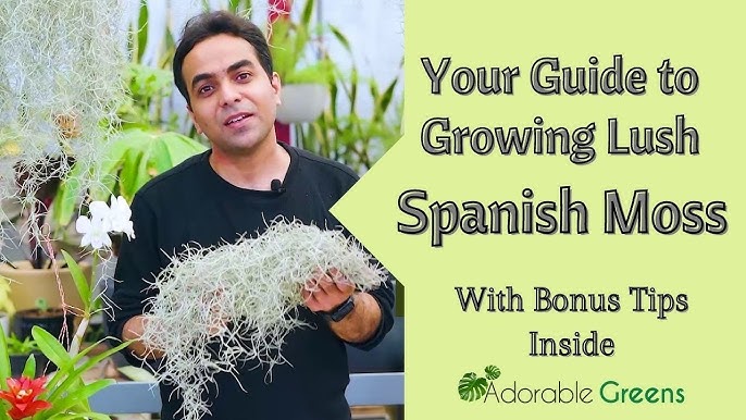 How to Care for Spanish Moss: A Simple Guide