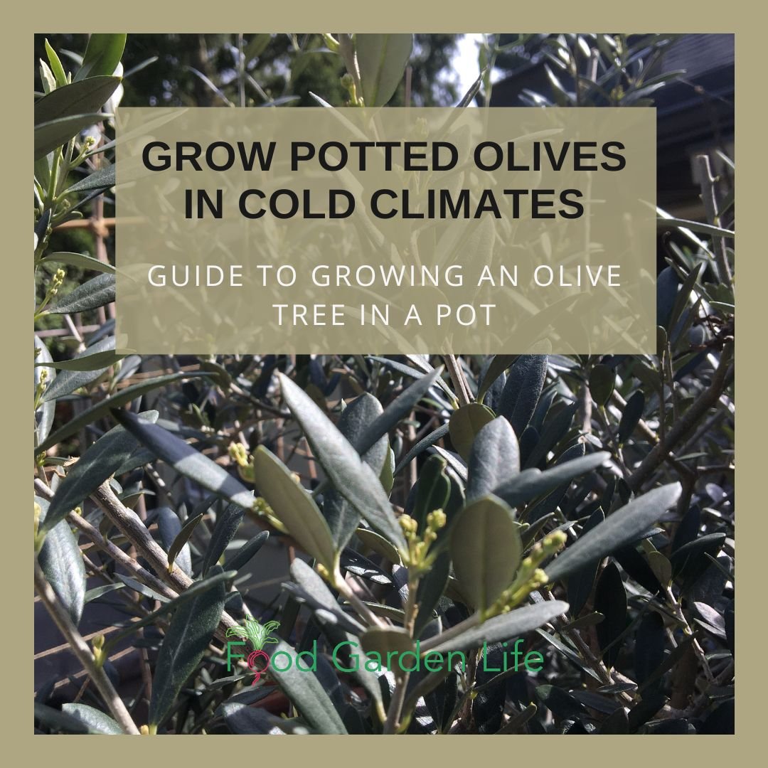 Potted Olive Tree Temperature Range: A Simple Guide.