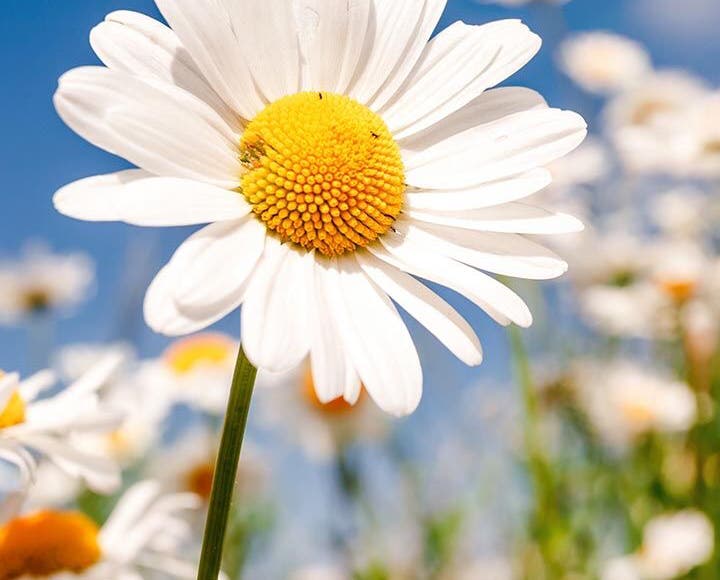 Sick Daisy? Match It Up with These Daisy Diseases Pictures